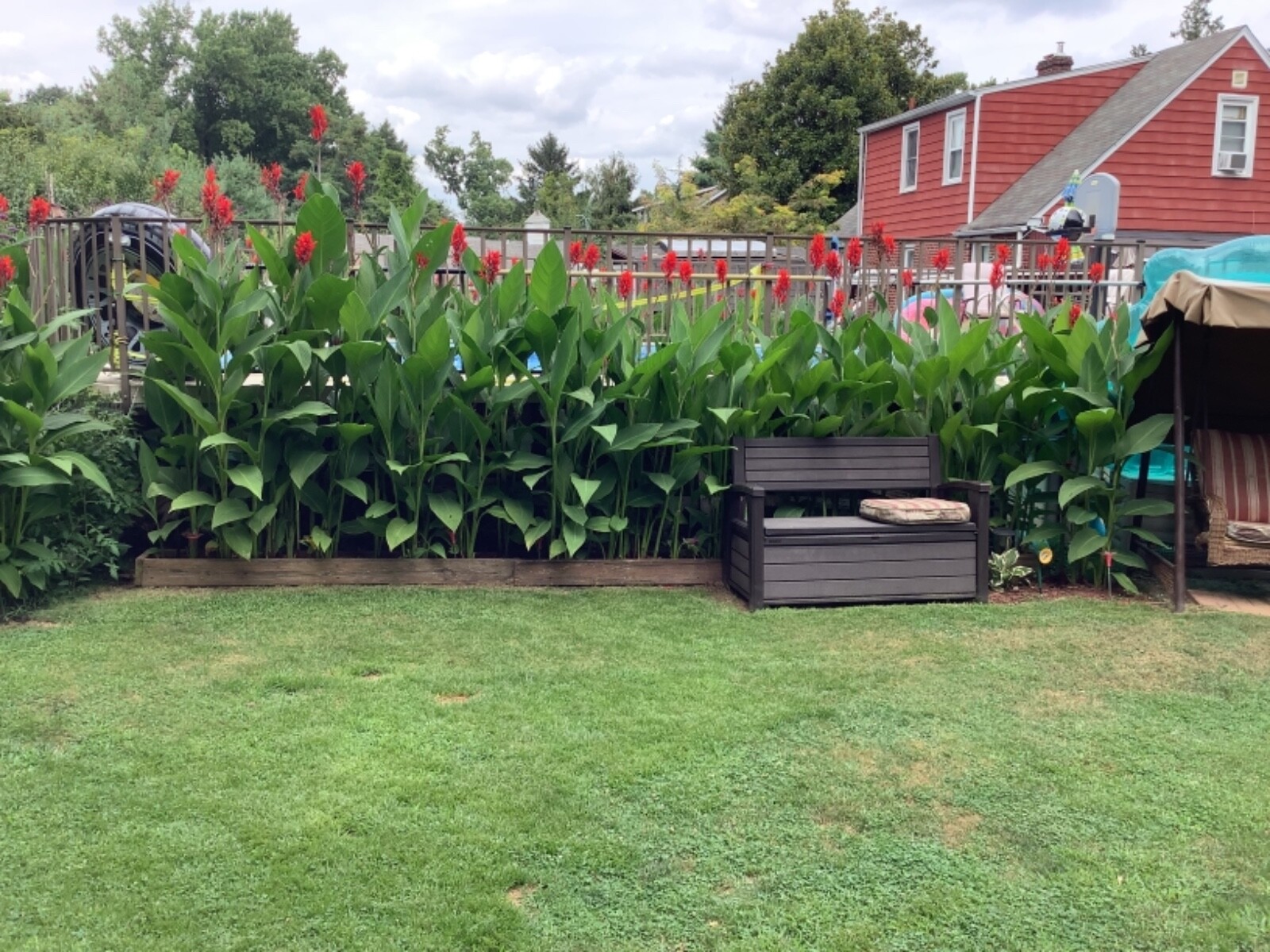 Canna Bulbs Red Jumbo Plants Tall Plants Lot Of (3) Green Leaf Lily Rhizomes