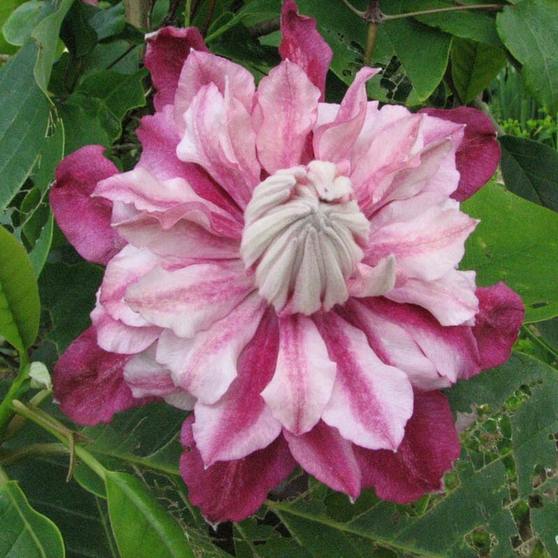 25 Patricia Clematis Seeds Climbing Perennial Plumeria Bloom Seed 728 USA SELLER
