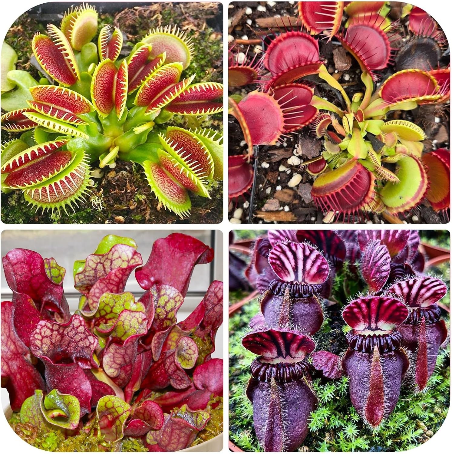 120+ Exotic Nepenthes Seeds for Planting – Non-GMO Heirloom Plant Seeds,Rare Tro