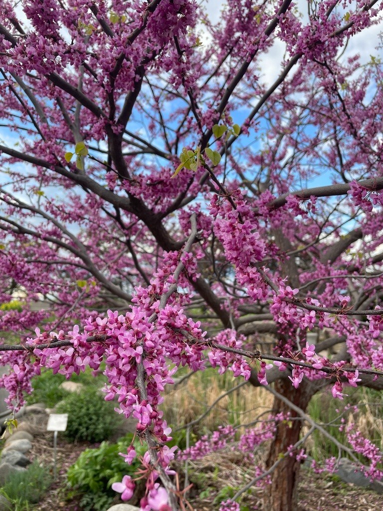100+ Eastern Redbud Tree Seeds ( Cercis canadensis ) – Pink – – Free Shipping –