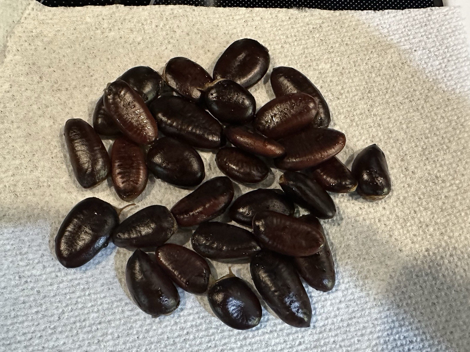 PAW PAW FRUIT TREE SEEDS 25 PLUS SEEDS Stratified With Propagation Guide