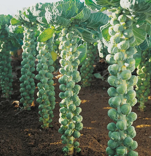 Long Island Improved Brussels Sprouts: 75 Seeds