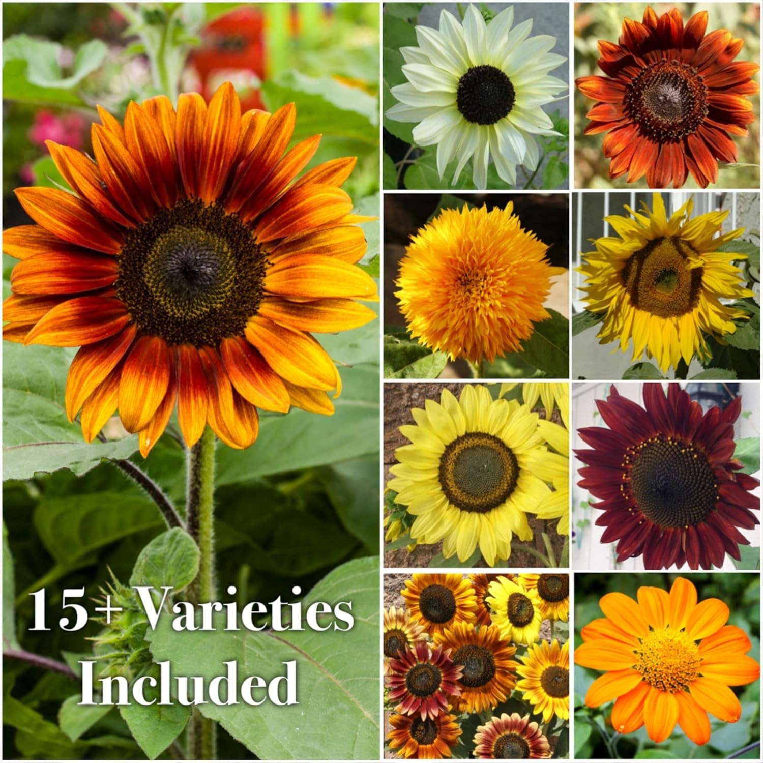 Crazy Sunflower Seeds Blend | 15+ Heirloom Varieties | 1 Oz for Vibrant Blooms