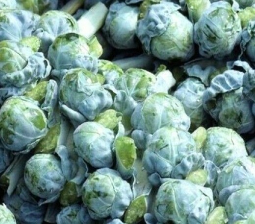 BRUSSEL SPROUTS SEEDS 300+ LONG ISLAND vegetable GARDEN culinary FREE SHIPPING