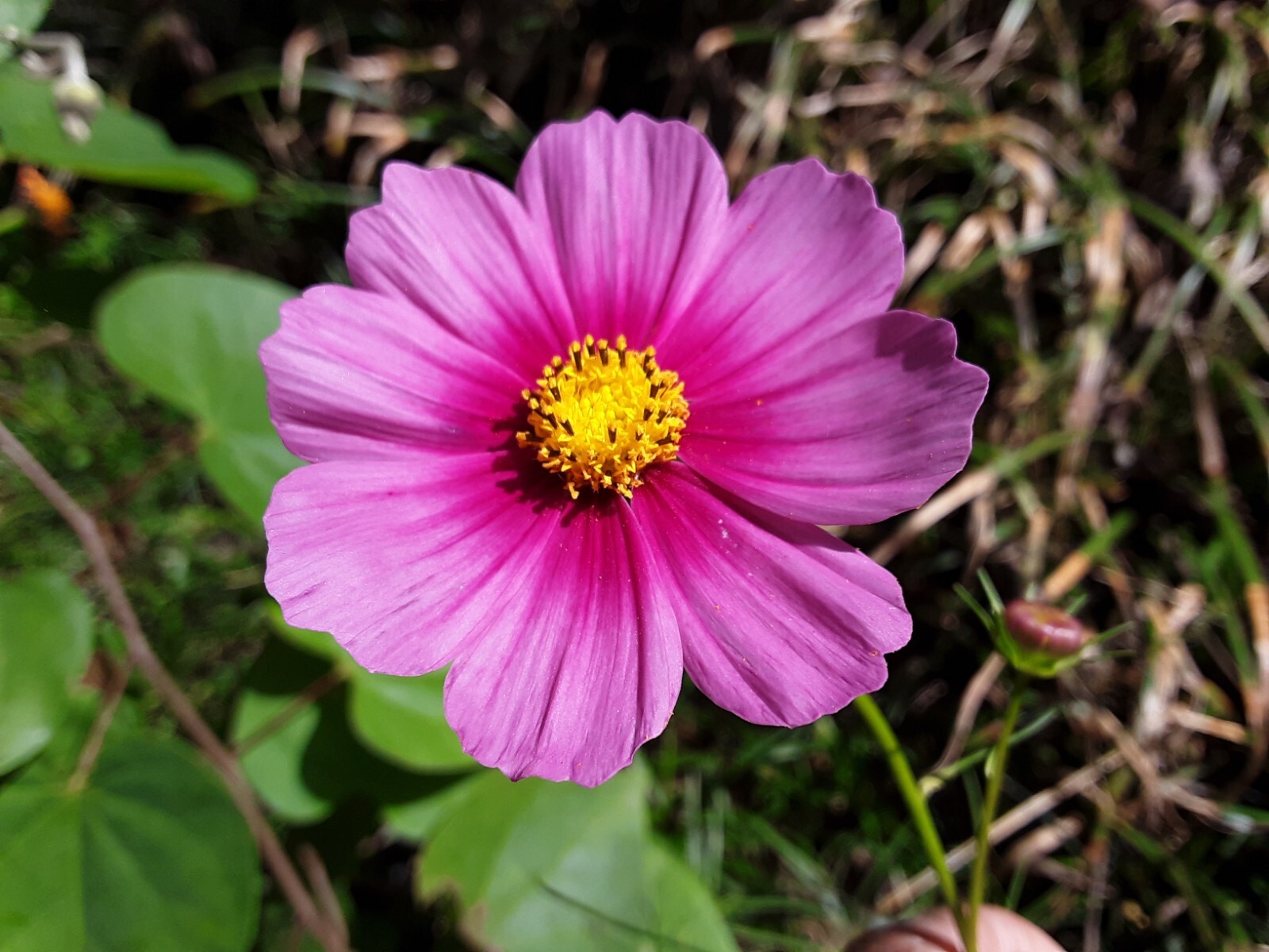 50+ Pink Cosmos Annual Flower Mix Seeds.US grown seeds.Different Shades of Pink.