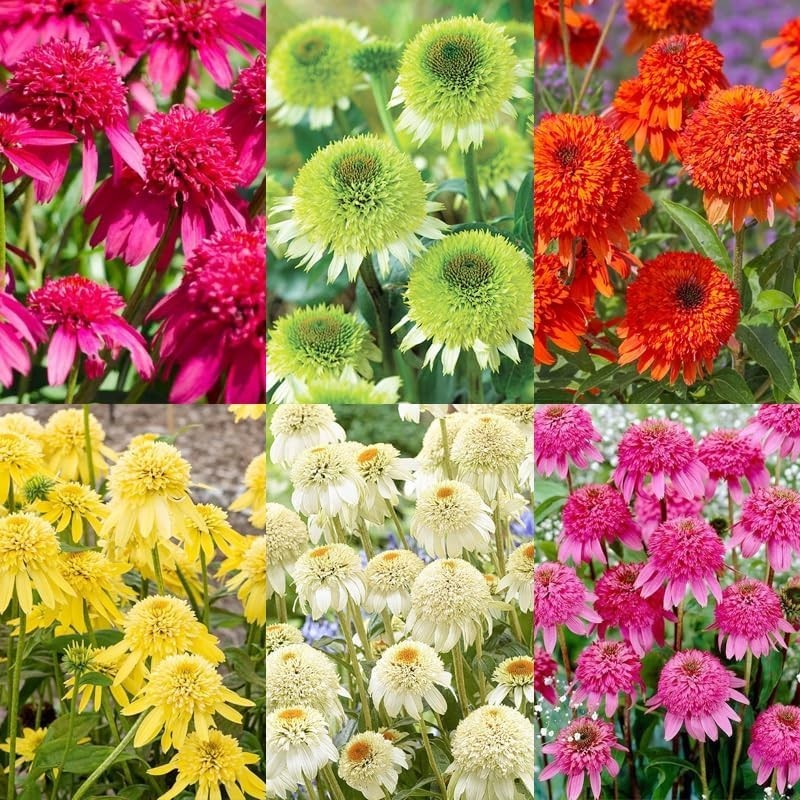 1000+ Double Echinacea Coneflower Seeds for Planting -Perennial Cone Flower Seed