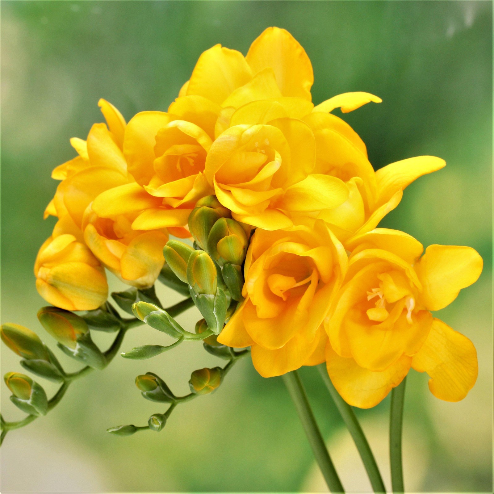 Easy to Grow Freesia Doubles Mix 15 Plant Bulbs, Spring Flowers Zones 9-11