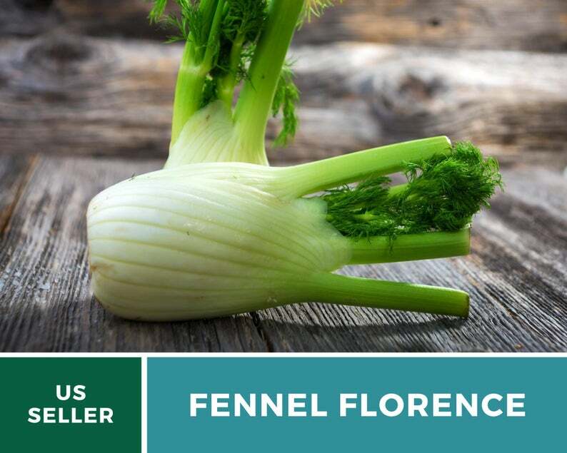 Fennel, Florence – 200 Seeds – Medicinal & Culinary Herb – Easy to Grow – NonGMO
