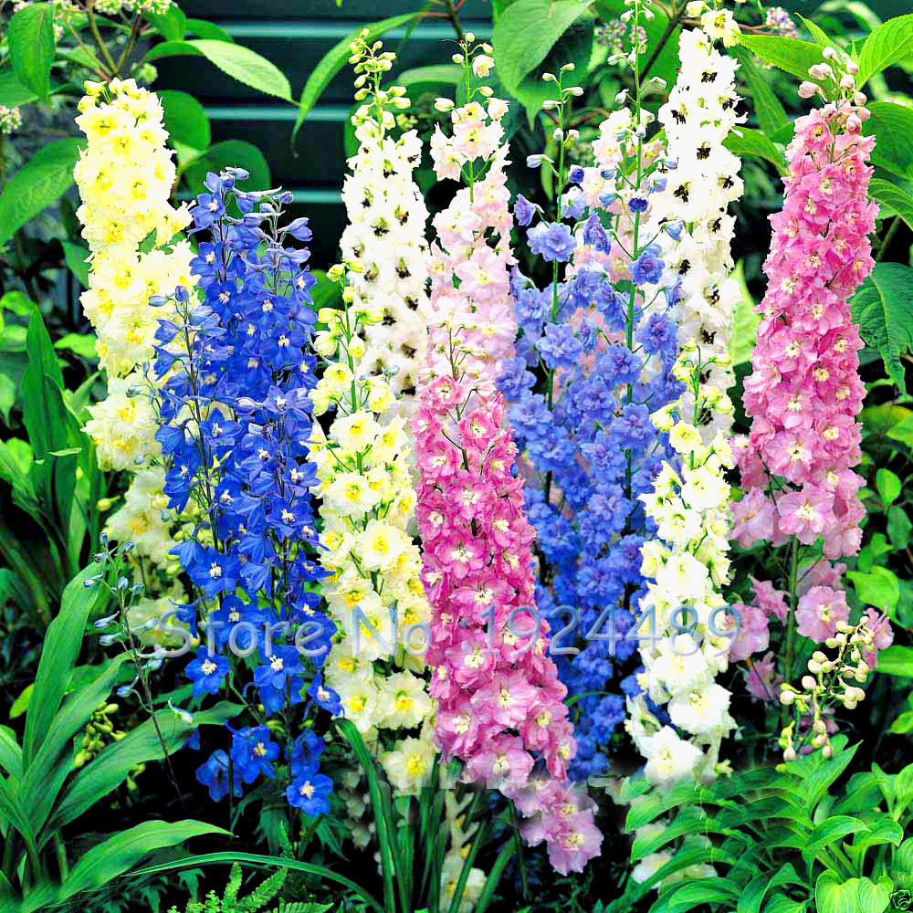 600+LARKSPUR Rocket IMPERIAL Mix Seeds Native Wildflower Cut Flowers Pollinators