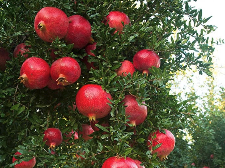 Fresh Wonderful Pomegranate, Punica granatum, Tree/Shrub Seeds