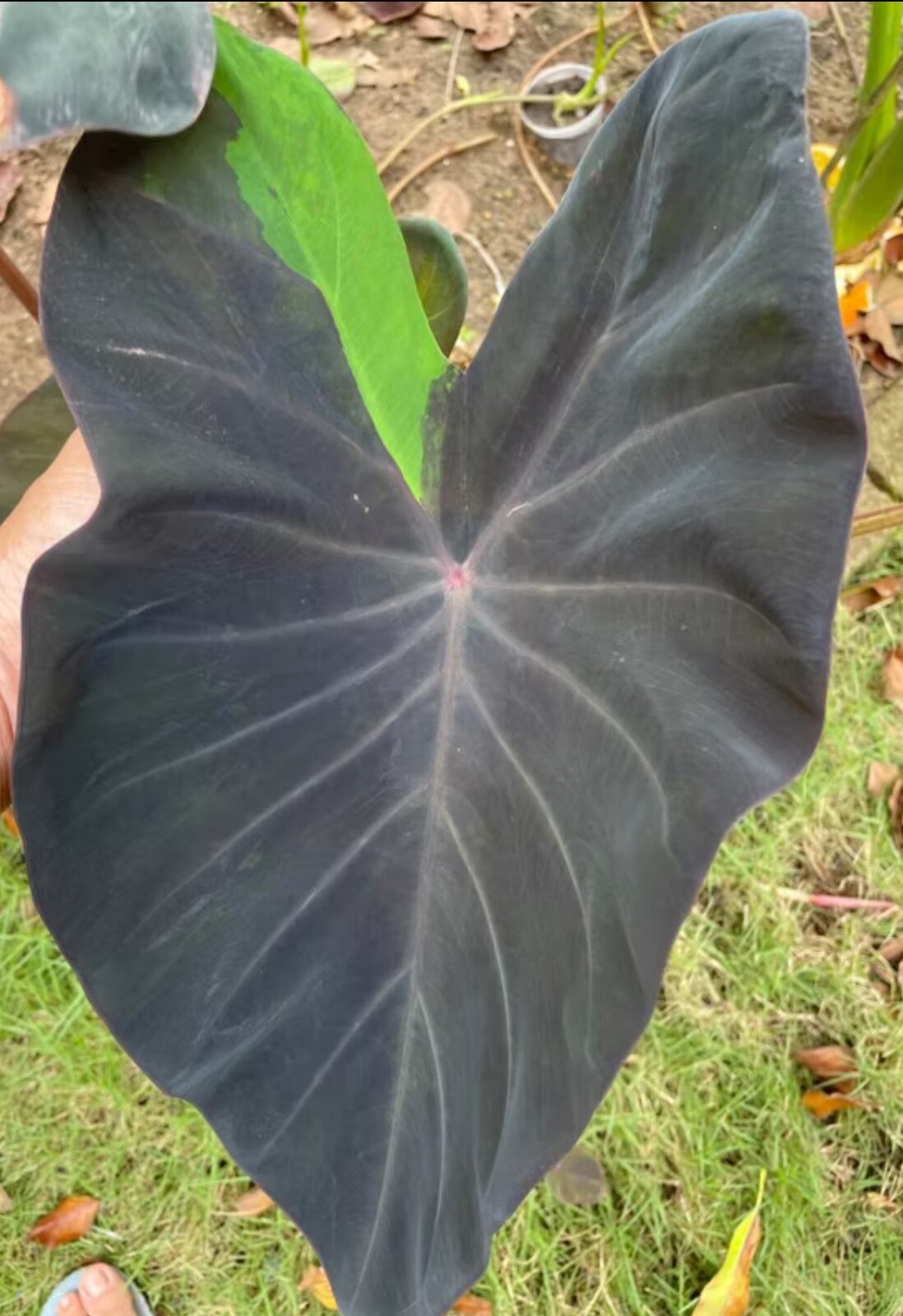 AUTHENTIC Colocasia Nebula 1 bulbs