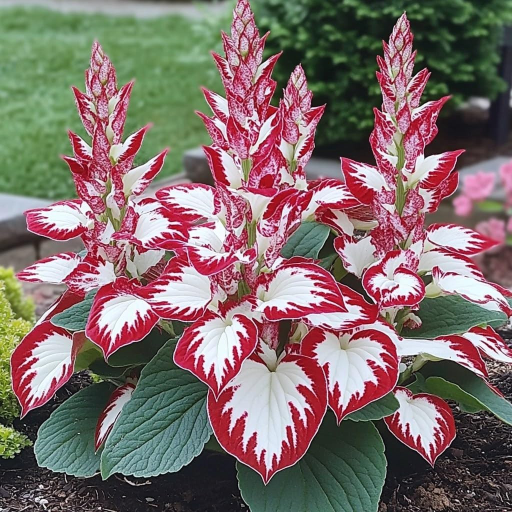 100 Pcs Red and White Hosta Plant Seeds,Red and White Flower Varieties, Easy to