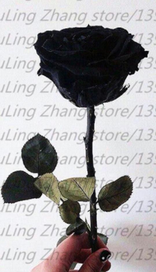 25 PACK BLACK ROSE SEEDS for germination garden growing flower bed plant bush
