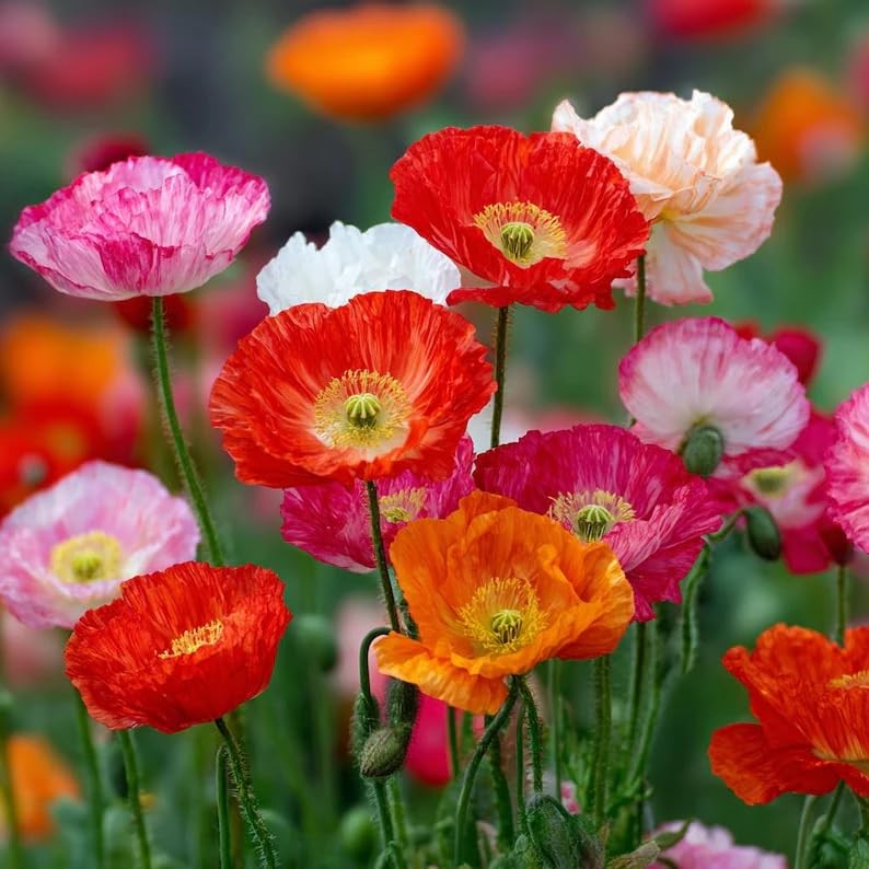 10,000+ Mixed Poppy Flower Seeds for Planting – Field Poppy Flower Seeds, Bul…