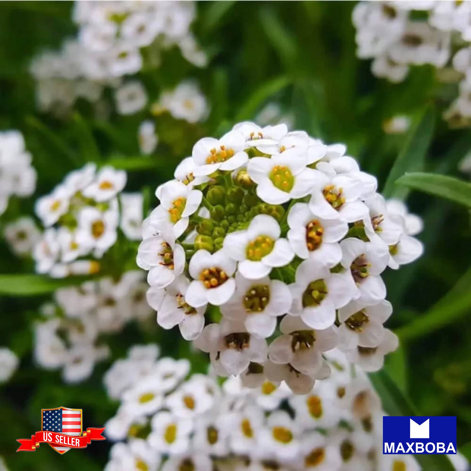 240 Alyssum Seeds Wonderland Series Non-GMO BOGO 50% OFF