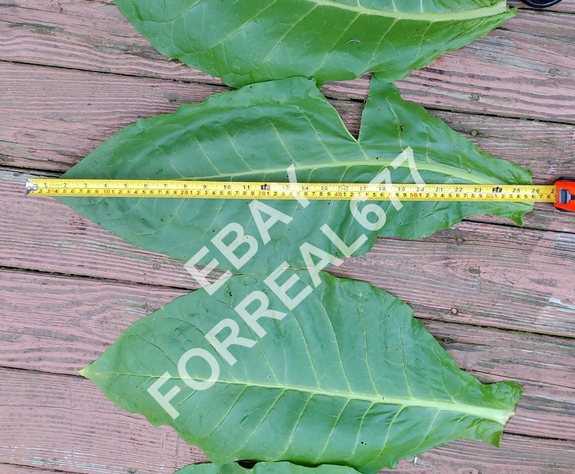 2000+ Virginia Gold Tobacco Seeds Fresh 2022 Crop Growing Instructions Included