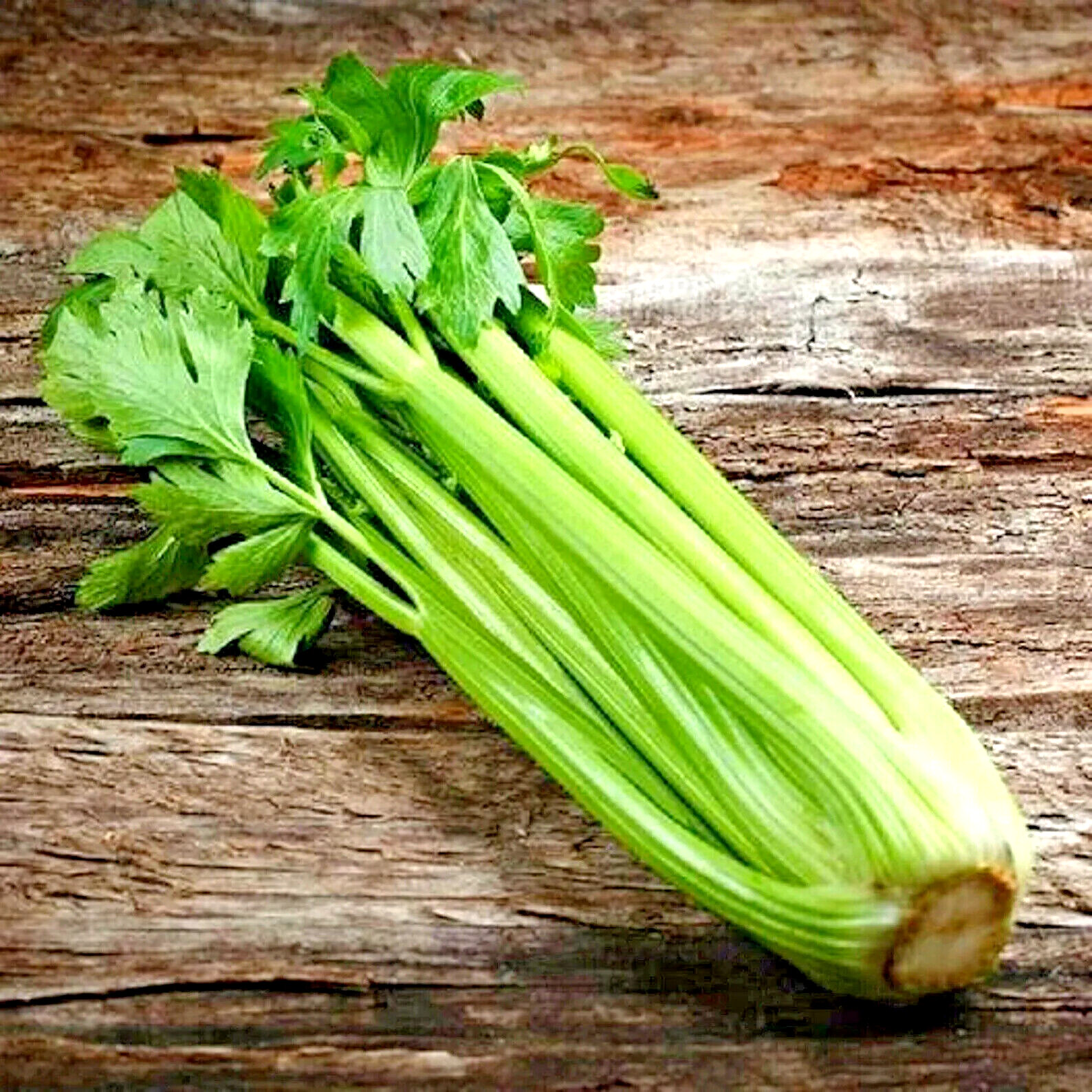 1000+ TALL CELERY SEEDS SPRING GARDEN VEGETABLE HARDY TASTY HEIRLOOM NON-GMO US