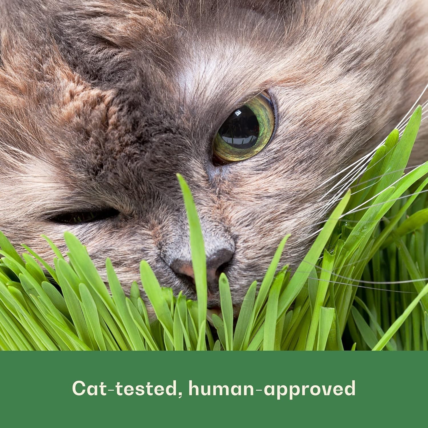 Sustainable Indoor Cat Grass Seeds – 16oz Organic Wheat for Happy & Healthy Pets