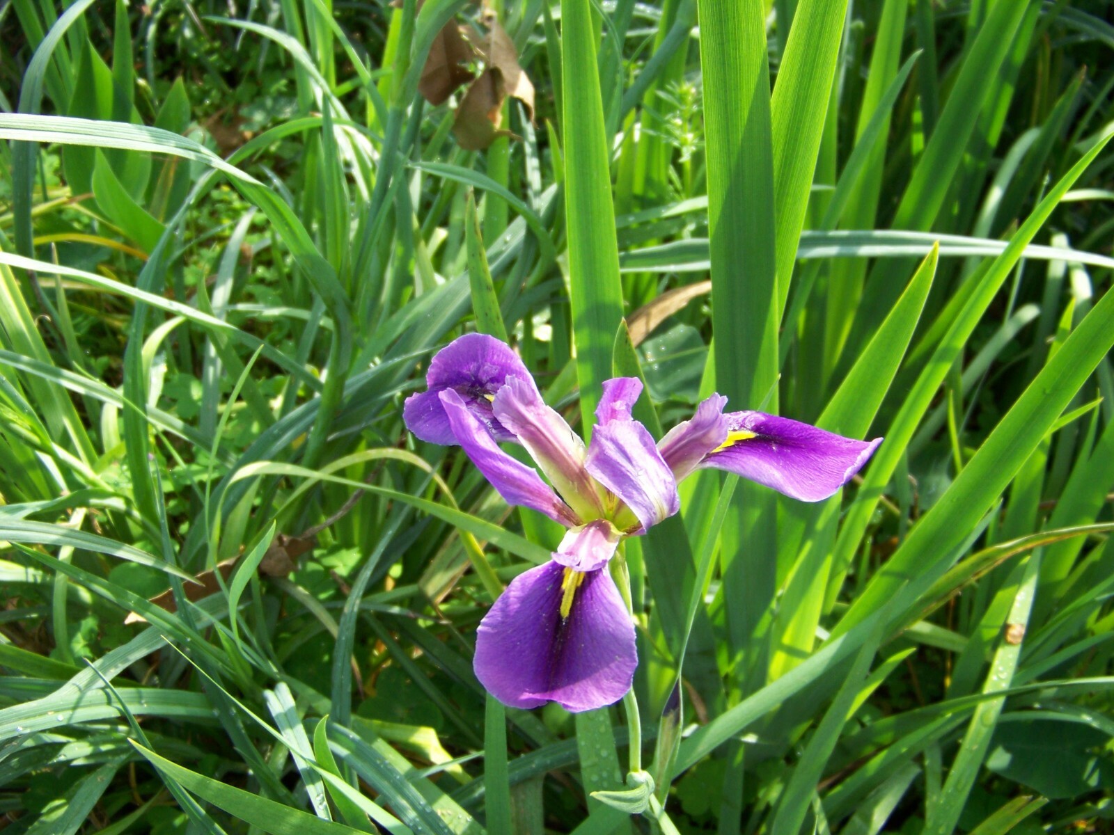 15 Purple Iris Bulbs
