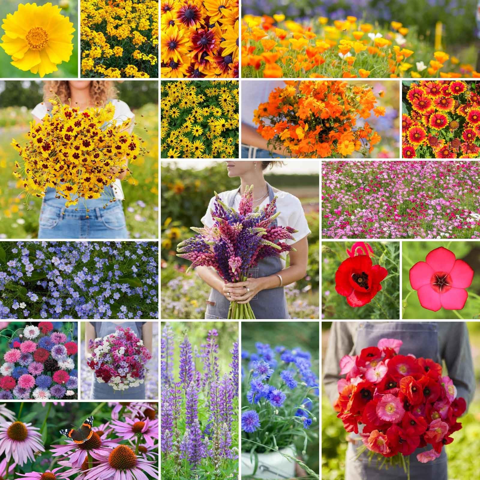 Eden Brothers Burst of Bloom Wildflower Mixed Seeds for Planting, 1/4 lb, 120…