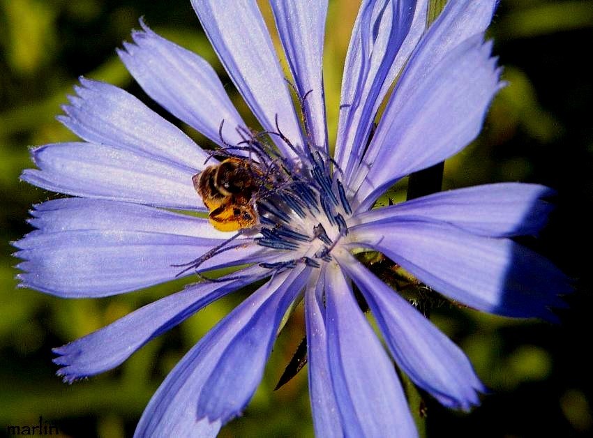 1001+CHICORY Flower Seed Organic Natural Herbal Tea Coffeeweed Edible Wildflower