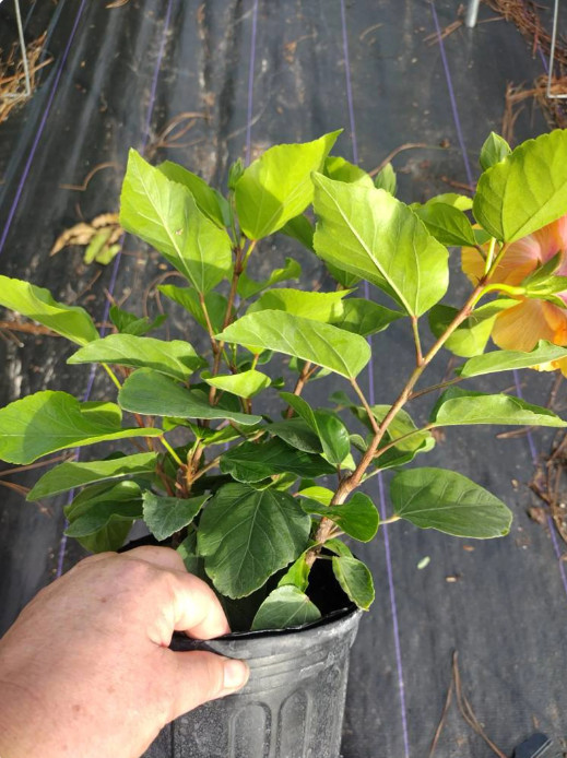 Tequila Hibiscus Live Plant – 4-6″ Tall – Tropical Flowering Houseplant for Gard
