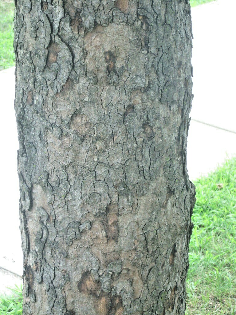 15 SYCAMORE MAPLE SEEDS – Acer pseudoplatanus