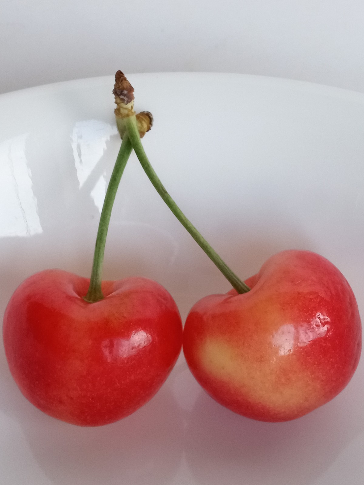 Sweet Organic Rainier Cherry – 5 Seeds Ready to Germinate-Edible Fruit Tree USA