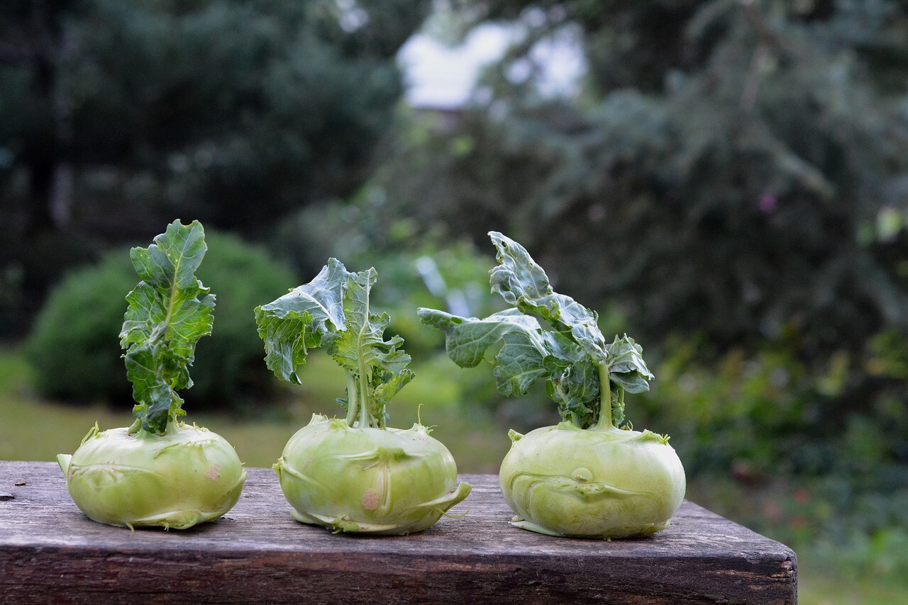 500+ Kohlrabi Cabbage Seeds for Garden Planting – USA – FREE SHIPPING!