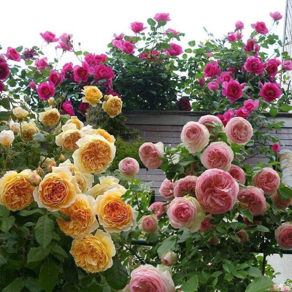200+ Mix Climbing Rose Seeds for Planting Outdoors Ornamental Climbing Flowers R