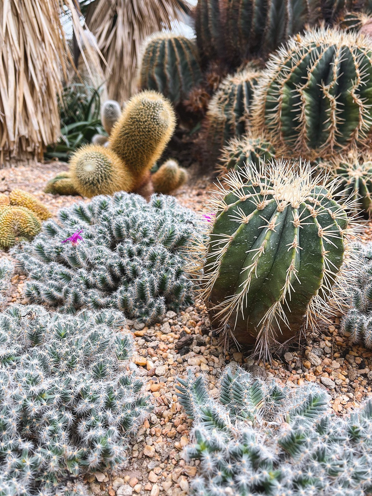 50 CACTUS MIX ‘FINEST MIXED’ Succulent Flower Seeds *Flat S/H