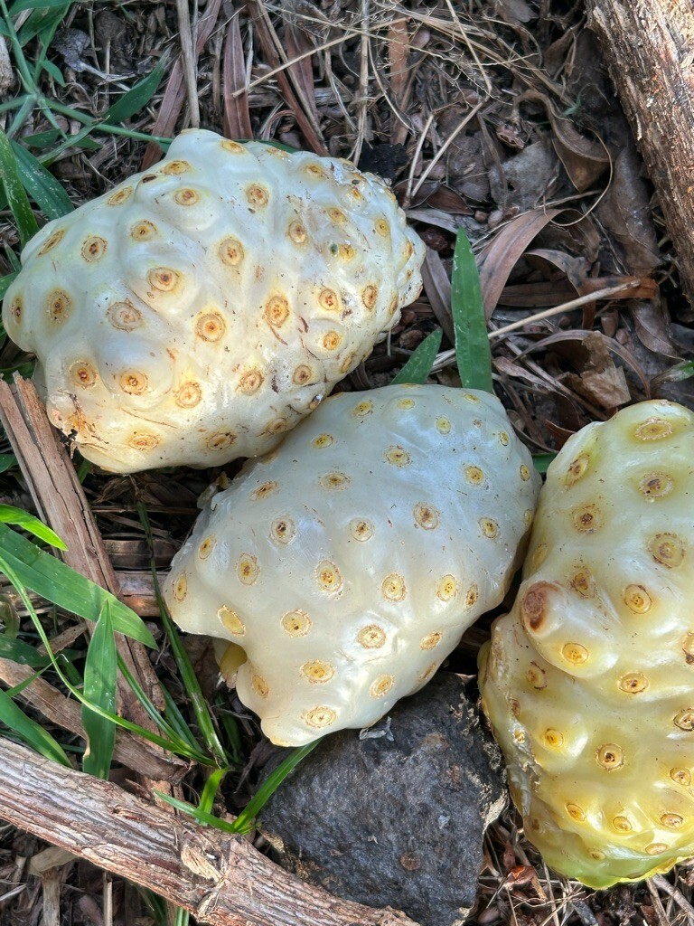 Noni seeds