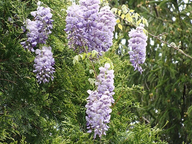 Wisteria frutescens | American Wisteria | 10 Seeds