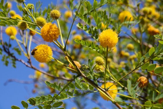 White Thorn Whitethorn Acacia (Acacia Constricta) Tree Seeds 35 Seeds (02)