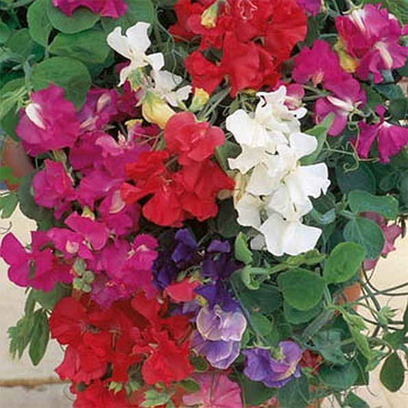 Sweet Pea ROYAL FAMILY MIX 25 SEEDS E89, Lathyrus Fragrant Flowers Tall Vines