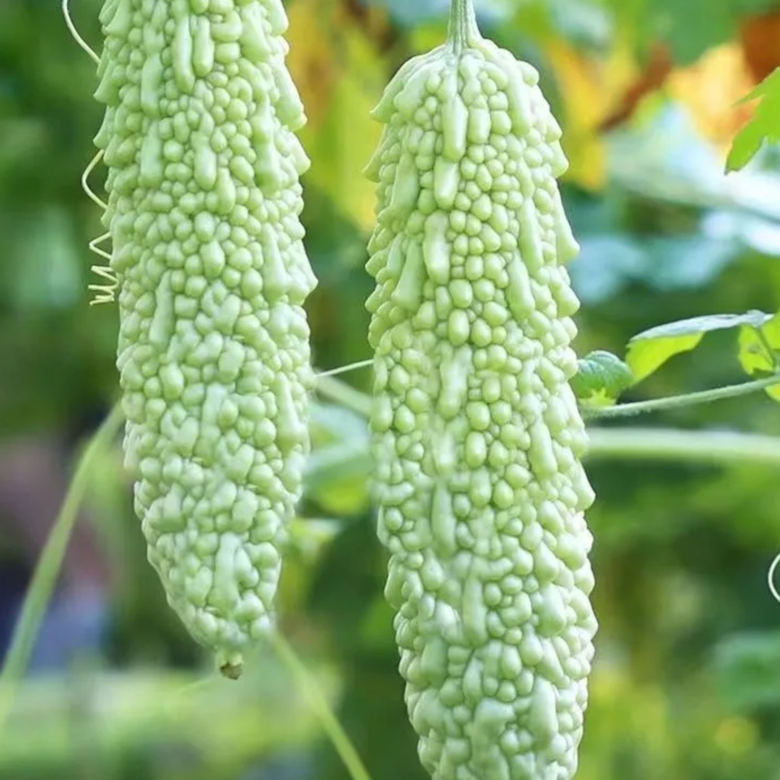 15 White Pearl Bitter Gourd Seeds Rare White Variety for Healthy Garden Harvest
