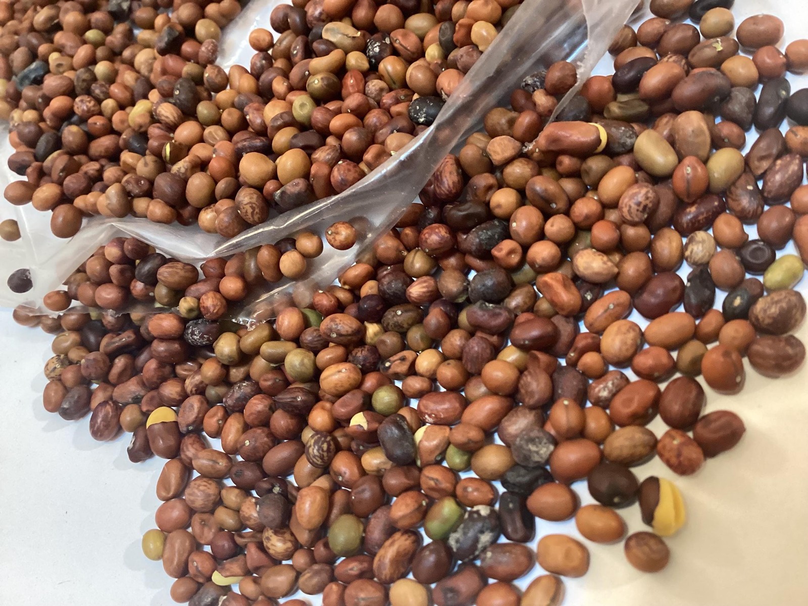 Siberian Pea Tree Seeds Caragana Arborescens Caragana Shrub Seed Pack