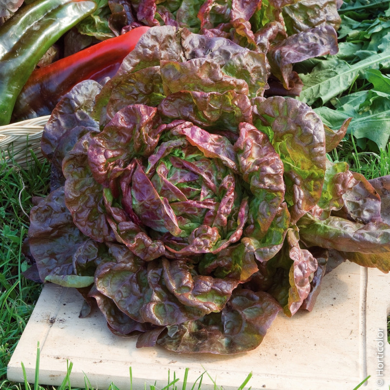 1000+ Marvel of Four Seasons Lettuce Seeds, OLD FRENCH FAVORITE HEIRLOOM,NON-GMO