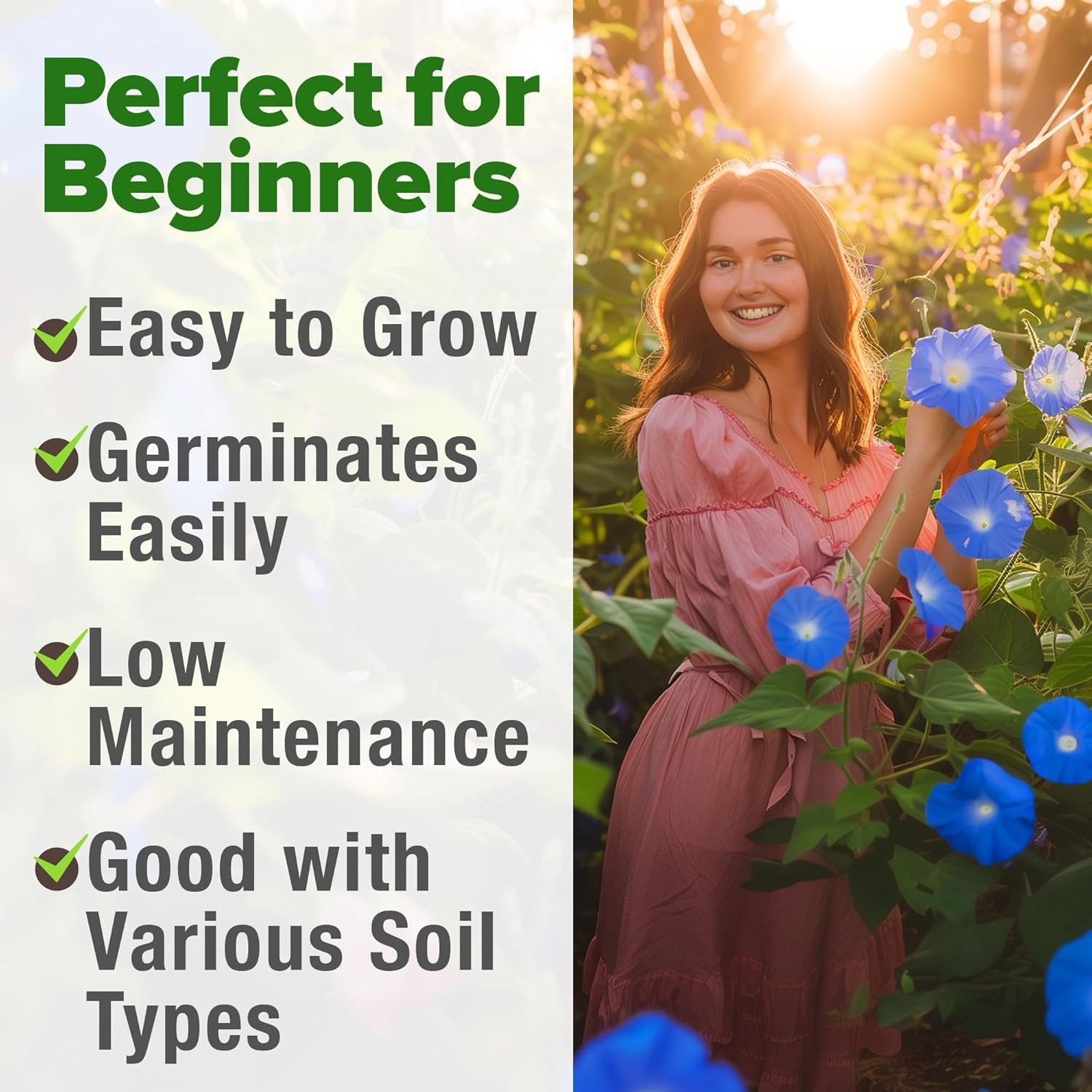 HOME GROWN Heavenly Blue Morning Glory 150 Heirloom Seeds for Flower Garden
