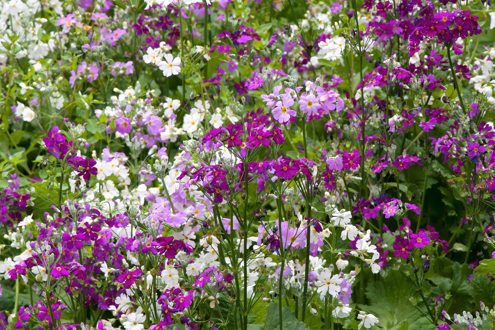 100 Mixed Colors FAIRY PRIMROSE Primula Malacoides Red Pink Purple Flower Seeds
