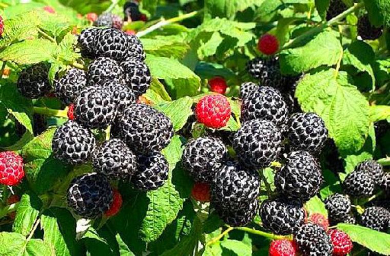 Black Raspberry Bush Seeds – SWEET DELICIOUS FRUIT – COMB. S/H See Our Store!