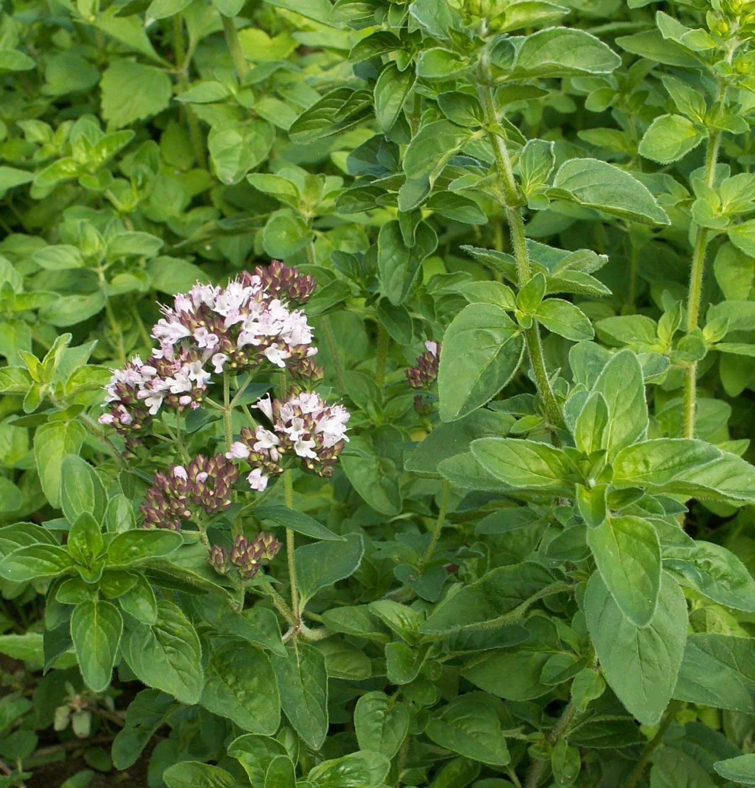 1000 Italian Oregano Seeds Culinary Herb Heirloom