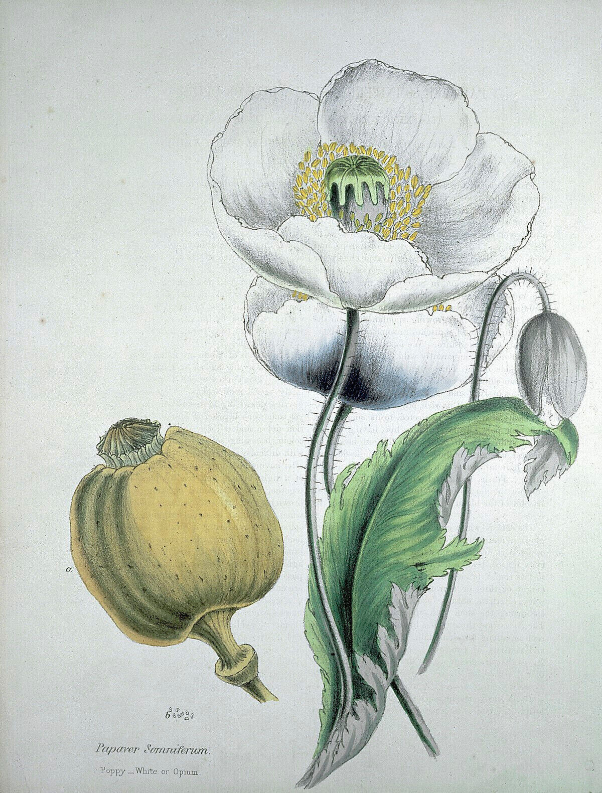 1,000 Tasmanian White Poppy Seeds – P. Somniferum – White Petals Lavender Eyes