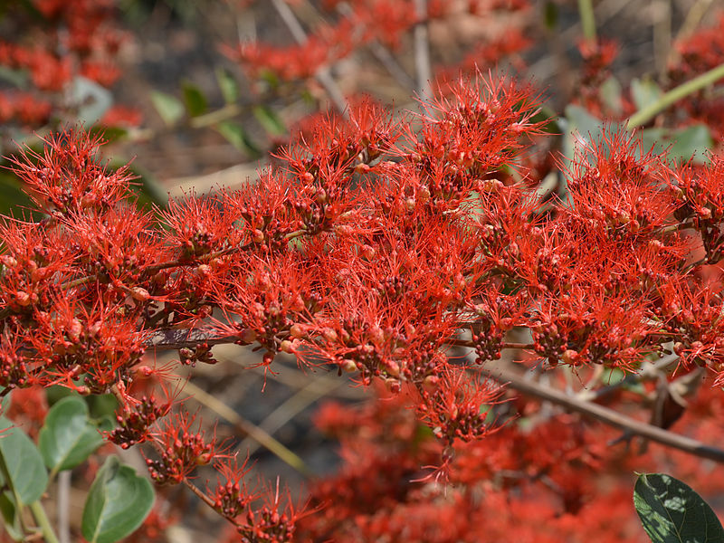 Combretum Microphyllum, Shrub Tree Flame Creeper 5 Seeds, Burning Bush
