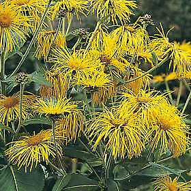Inula orientalis 1,000 seeds