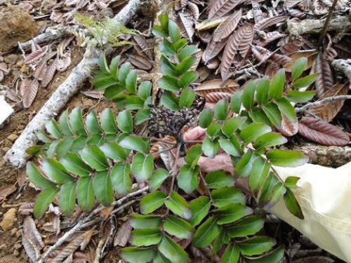 Polyscias pancheri | Aralia | 5 Seeds