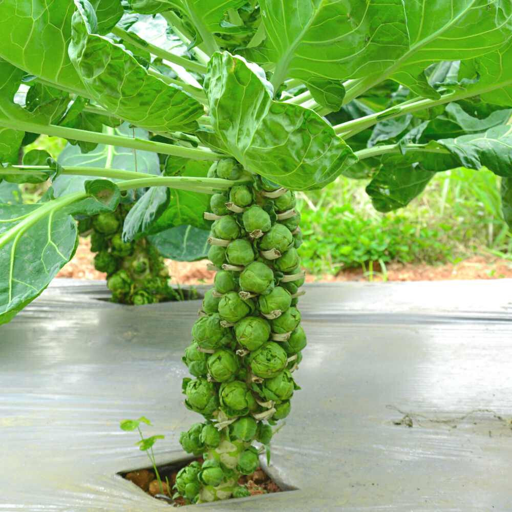500+ Diablo Brussels Sprouts Seeds for Garden Planting – USA – FREE SHIPPING!