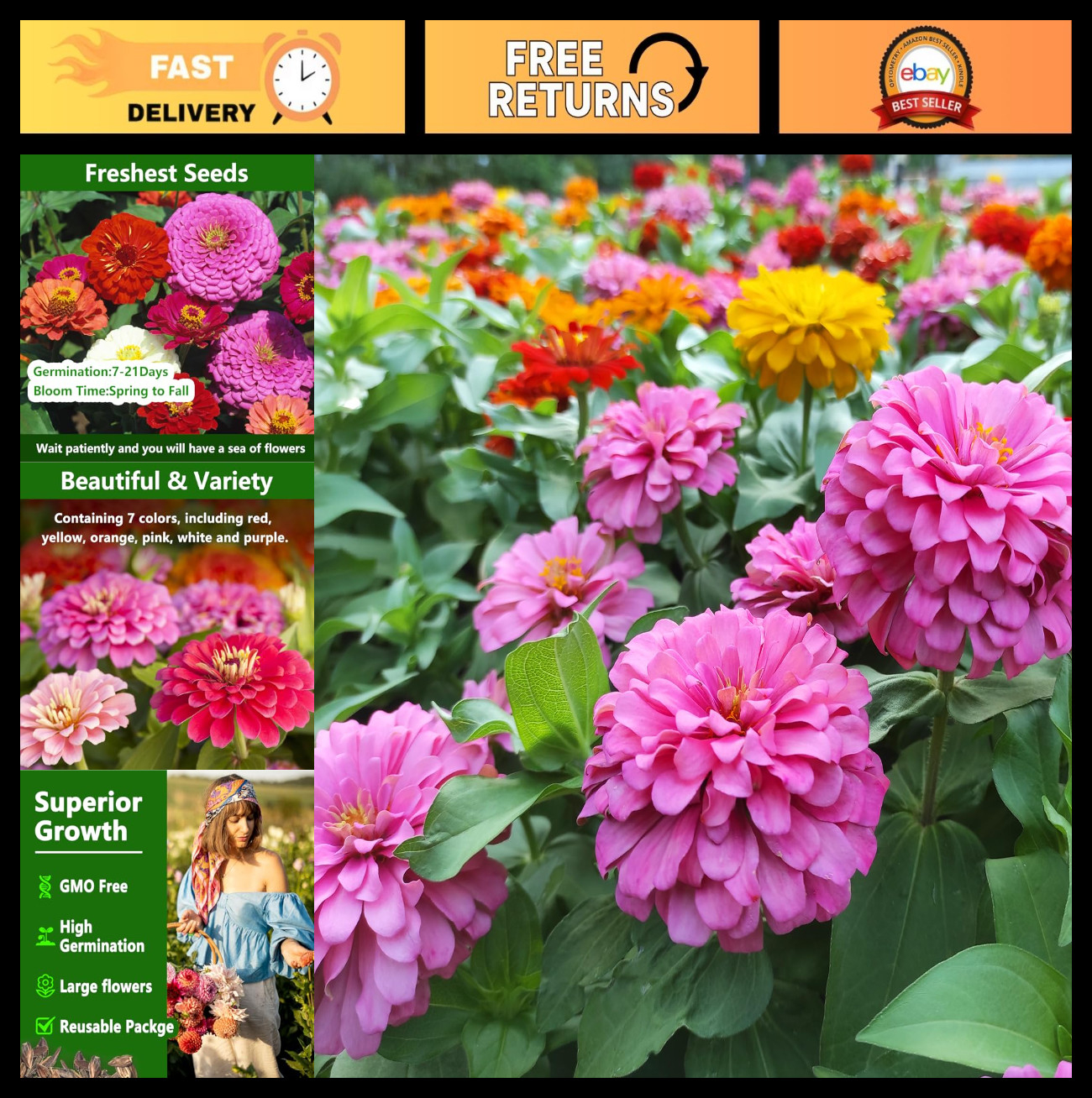 Bulk Zinnia Seeds – 10,000+ Double Dahlia Mixed Color, Non-GMO, Easy Grow Flower