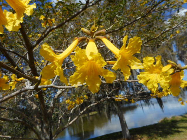 Yellow Tabebuia Golden Trumpet Tree Seeds – Pak of 25 Fresh 2026 & Refrigerated*
