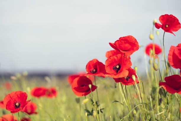 100 RED POPPY SEEDS | 2026 SALE FREE SHIPPING NON GMO